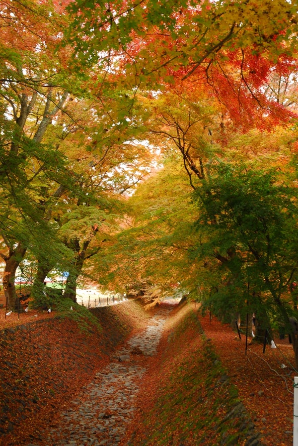 【新大阪駅・京都駅・米原駅・名古屋駅発】 河口湖もみじ回廊と「富士山ビュー特急」・富士山ぐるり7景めぐり2日間3